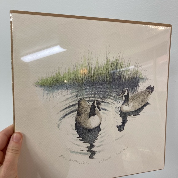 Beautiful Canadian goose picture